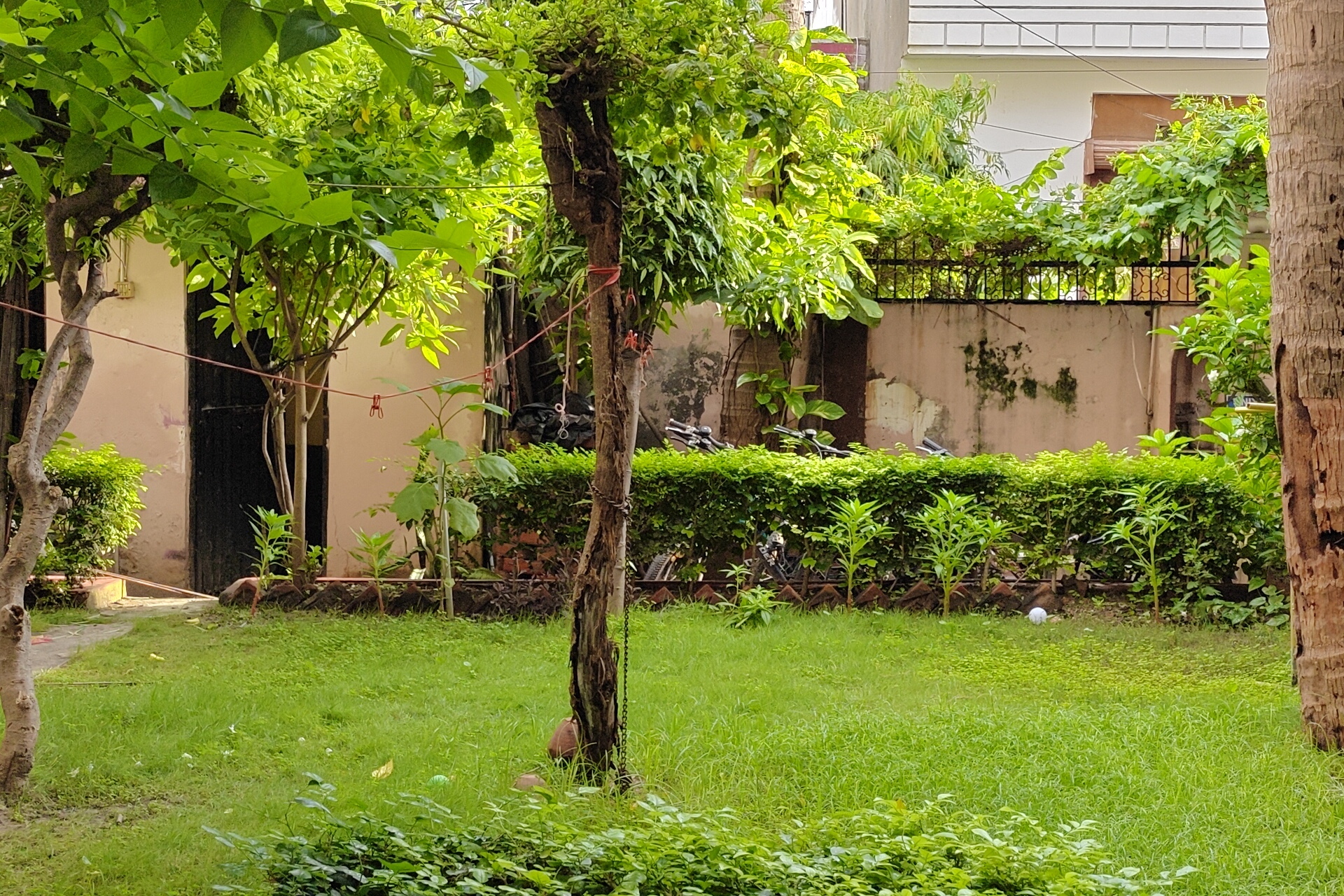 Gardenia, Varanasi: the garden lawn under shade trees, a clipped hedge along the boundary wall and a washing line strung between trunks